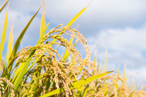 天然乾燥米・特別栽培米